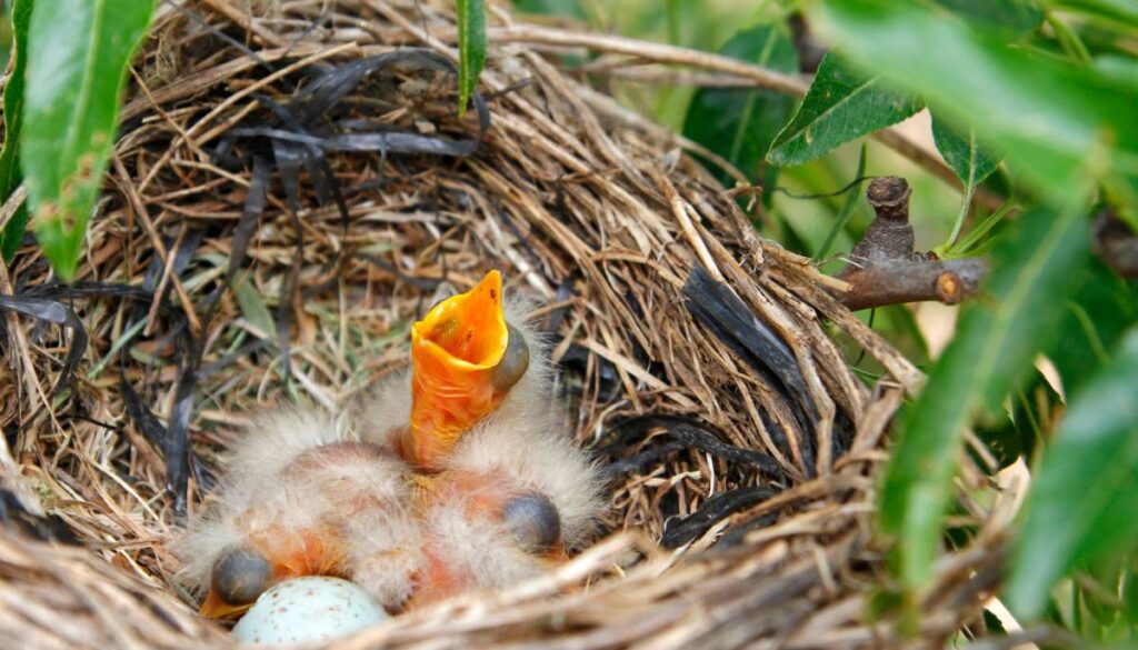 Birds and Their Nests