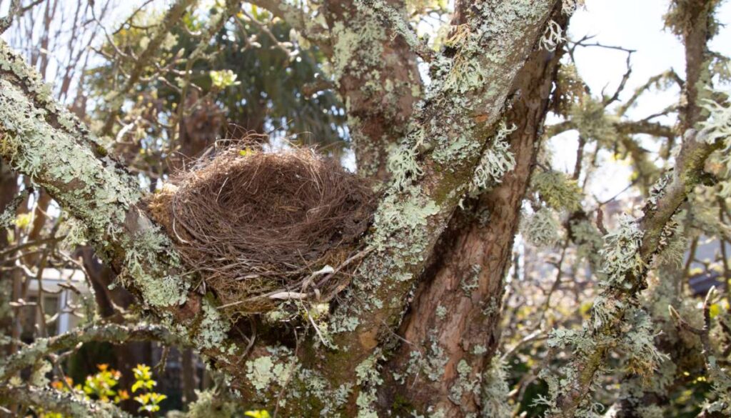 Homes in Trees: Nests