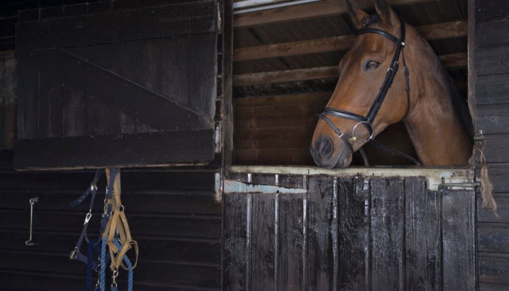 Horses in Stables