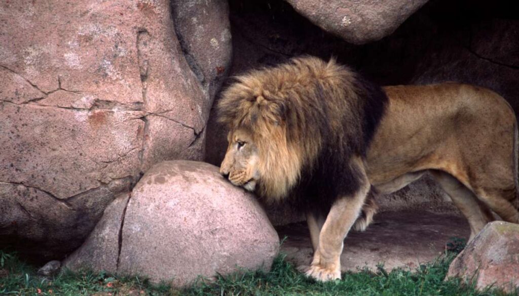 Lions and Their Dens