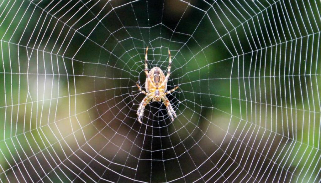 Spiders and Their Webs