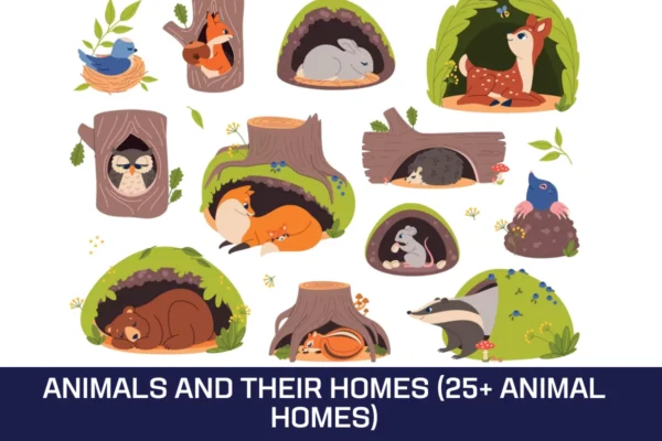 Animals And Their Homes