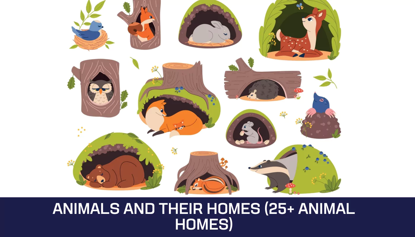 Animals And Their Homes