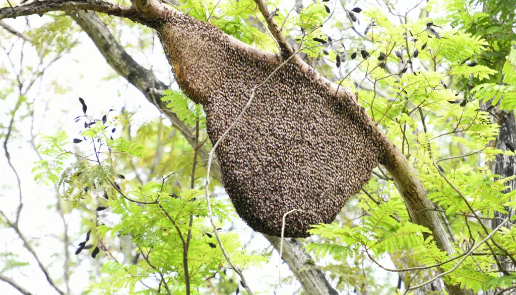 Bees and Their Hives